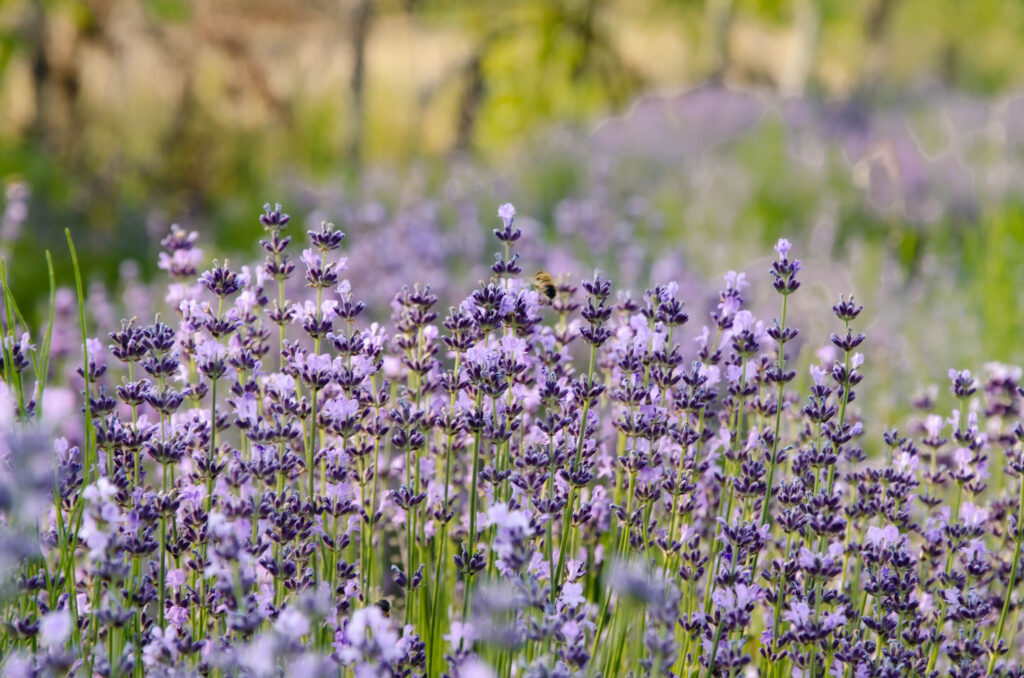Lavanda Alberta