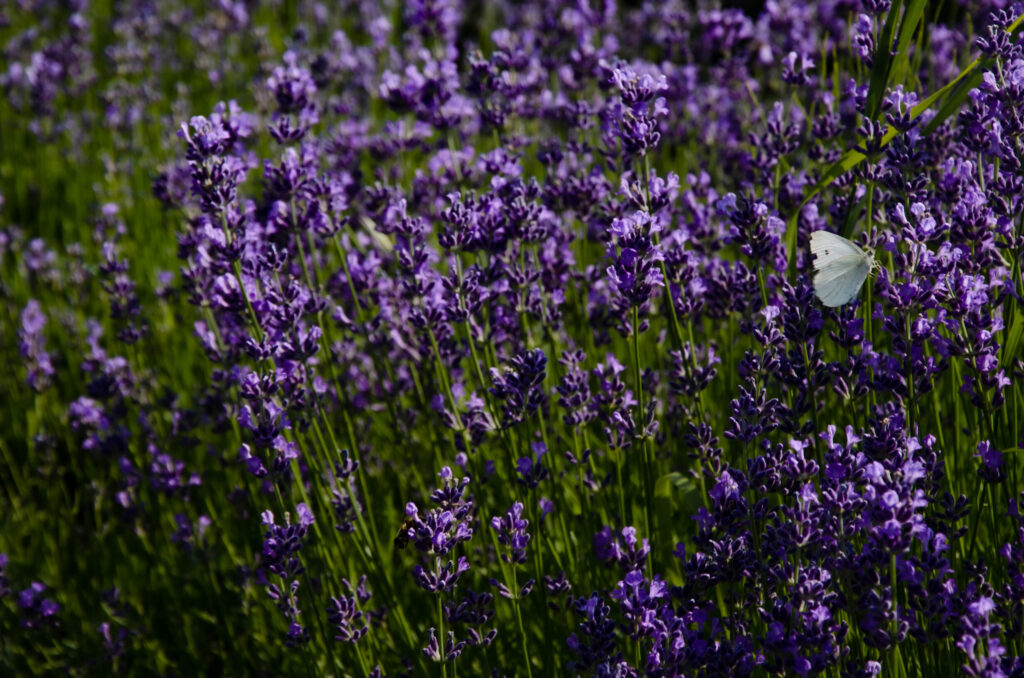 Lavanda Alberta
